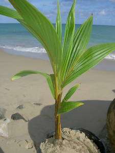 Live Tropical Coconut PALM Tree 2 feet in/outdoor plant  