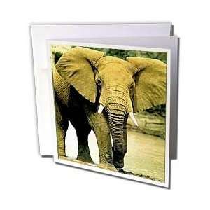  Wild animals   African Elephant   Greeting Cards 12 Greeting Cards 