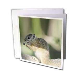  Safari Animals   South African Squirrel side view   Greeting Cards 