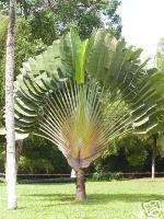 Traveller Palm SPECTACULAR Tree Banana LIVE 1 Gallon  