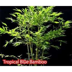  Tropical Blue Bamboo Plants Patio, Lawn & Garden