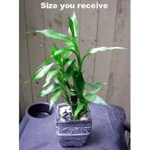  Lucky Bamboo 3 Plants in Asian Themed Ceramic Pot Patio 