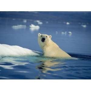 Polar Bear, Wager Bay, Northwest Territories, Canada Photographic 