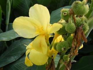 10 SEEDS YELLOW CANNA LILY + Free Document  