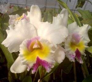 DOUBLE BUD CATTLEYA ORCHID PLANT   DVORC  