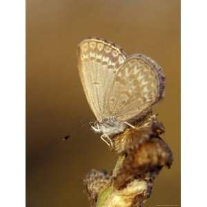  Common Grass Blue Butterfly Becomes Active as the Day 