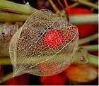 Exotic Japanese Ground Cherry Fruit 10seeds *Healing* Easy Growing*