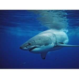  Great White Shark, Carcharodon Carcharias, Mexico, Pacific 