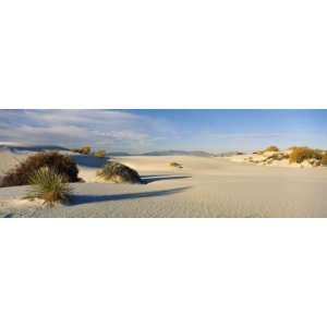 Desert Plants in White Sands National Monument, New Mexico, USA 