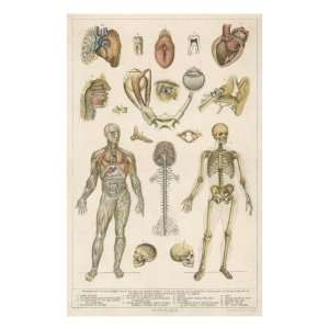  Diagrams of Various Organs, the Skull and Human Body 