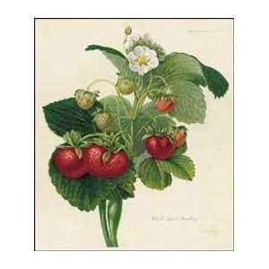   Superb Strawberry   Artist Charles Robertson  Poster Size 12 X 14