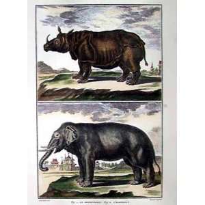  Denis Diderot   Elephant and Rhino Pair Hand Colored