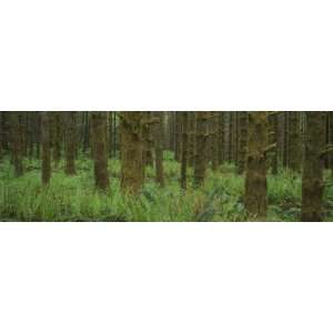  Moss Covered Trees in Rainforest in Spring Photographic 