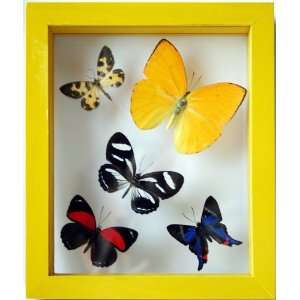  Framed Real Butterfly Art Collection in Sunny Yellow Frame 