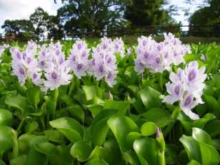   Pond Plants   AMAZING Filter   Get rid of Algae   Clean Plants  