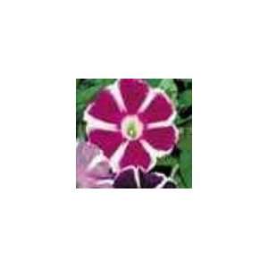  9GreenBox   Ipomoea shiva white rose morning glory 15 