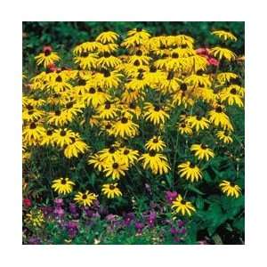  Goldsturm Black Eyed Susan   8 Plants   Rudbeckia Patio 