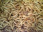 live mealworms  
