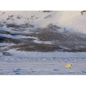 Polar Bear Walking on the Ice, Billefjord, Svalbard, Spitzbergen 
