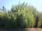 wholesale instant privacy hedge windbreaker zen live bamboo plants 25