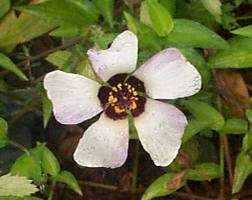 Hibiscus Simply Love (Hibiscus trionum) 30 Seeds  
