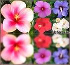 Perennial Hibiscus syriacus Rose of Sharon Seeds ~Shrub