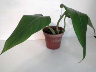   for a hanging basket in a shady area, this plant cascades very well