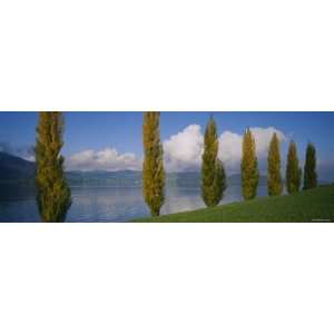  Row of Poplar Trees along a Lake, Lake Zug, Switzerland 
