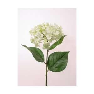  PRINCESS SINGLE HYDRANGEA