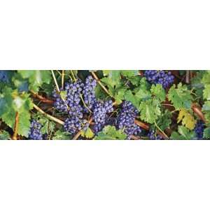  Close Up of Bunches of Grapes on a Vine Photographic 