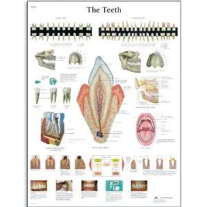   Paper La Denture Anatomical Chart (The Teeth Anatomical Chart, French