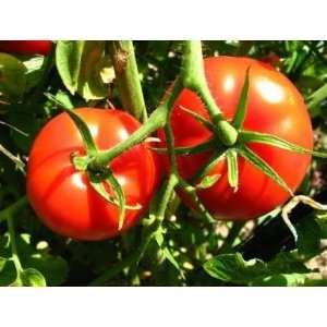  Tomato Seeds   Marglobe HEIRLOOM (25 seeds) Patio, Lawn 