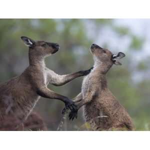  Kangaroo Island Grey Kangaroos (Macropus Fuliginosus 