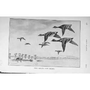    1910 Antique Print Teal Birds Decoys Hunting Sport