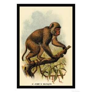 St. Johns Macaque Giclee Poster Print by G.r. Waterhouse, 12x16 