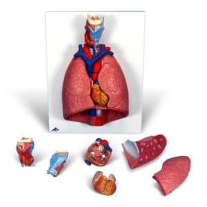  Lung and Larynx 7 Part 3D Model