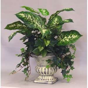 24 Dieffenbachia w/ Deluxe Ivy   Pothos, Sage Ivy in High Round Urn