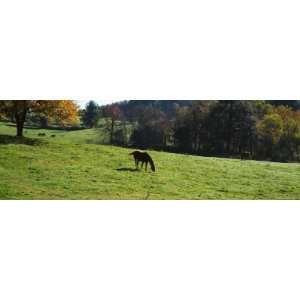 Horses Grazing in a Field, Kent County, Michigan, USA Photographic 