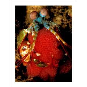  Sulawesi Mantis Shrimp Holding Eggs by Glover Charles 