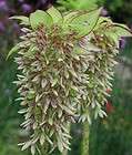 Eucomis comosa bicolor Pineapple Lily 10 seeds