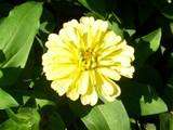 This flower is an annual dahlia like flower in yellow color. Itsstems 