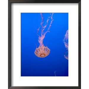 Jellyfish Display at the Monterey Bay Aquarium, Monterey 