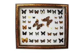 47 Real Vintage Butterfly Framed Collection Gift #07s  