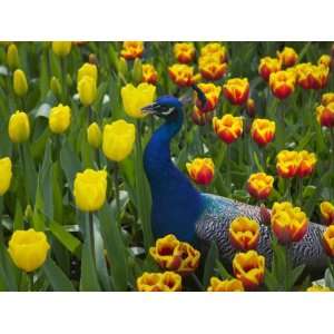  Peacock with Tulips, Keukenhof Gardens, Amsterdam 