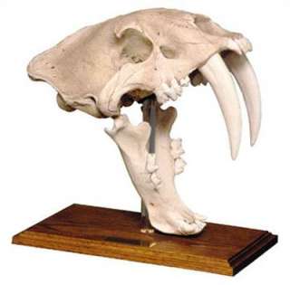 NEW SABER TOOTH TIGER CAT SKULL W/STAND CLASSROOM MUSEUM DESKTOP MOUNT 