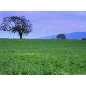  A Tree on a Hillside in Santa Barbara Photos To Go 