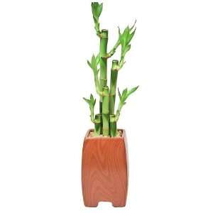 Plant Arrangment, 5 Stalks, Woodgrain Ceramic   Bold Vase, Bring Good 