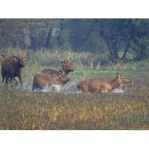 Indian Sambar, Wild Deer, Running Through Pond, Unesco World Heritage 