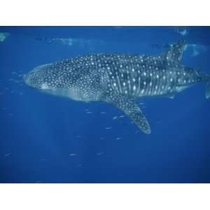  A Whale Shark in the Waters off Western Australia 