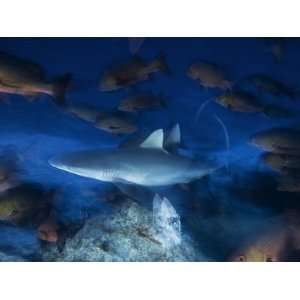  A Gray Reef Shark, Carcharhinus Amblyrhynchois, Hunting 